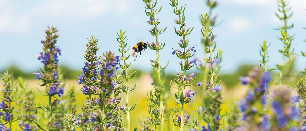 Bourdon sur des fleurs - Alnatura